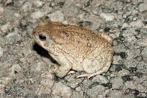 Texas Toad