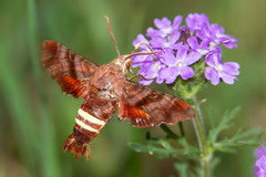 Amphion floridensis