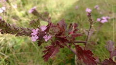 Glandularia pumila