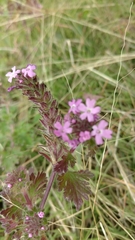 Glandularia pumila