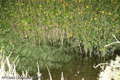 Hypopachus variolosus