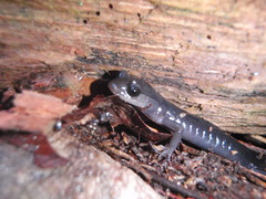 Plethodon metcalfi