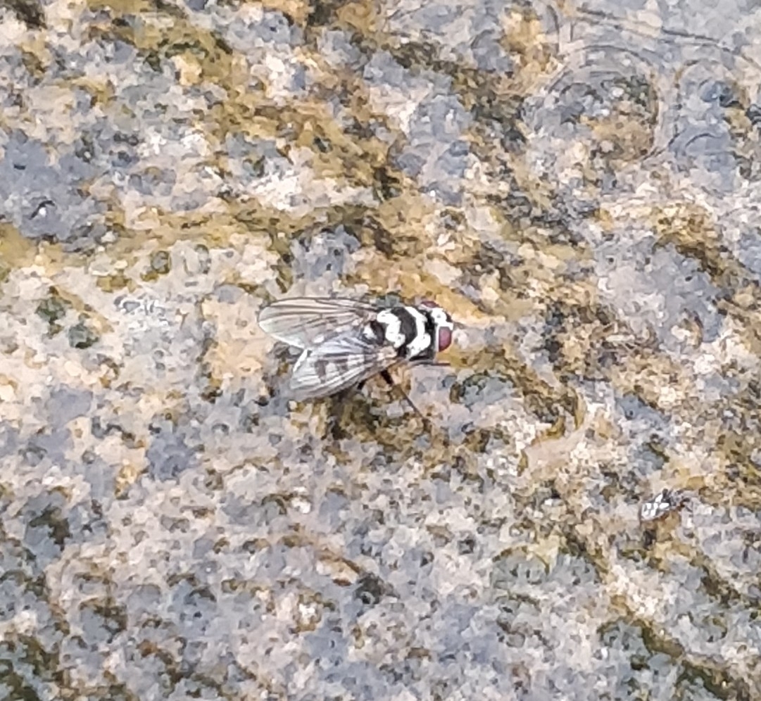 Limnophora obsignata