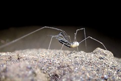 Taracus fluvipileus