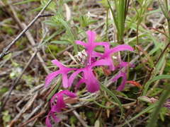 Clarkia pulchella