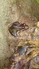 Leptodactylus bolivianus