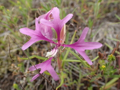 Clarkia pulchella