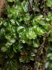 Hymenophyllum minimum