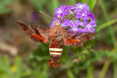 Amphion floridensis