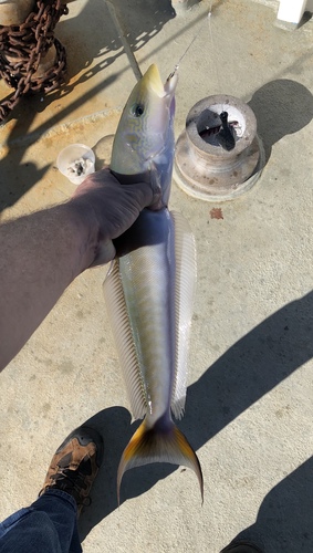 Muttonfish (Malacanthus plumieri) — Malacanthidae