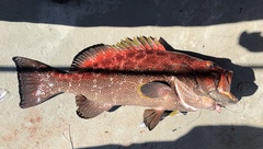 Mycteroperca venenosa