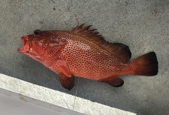Epinephelus guttatus