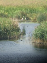 Ardea cinerea
