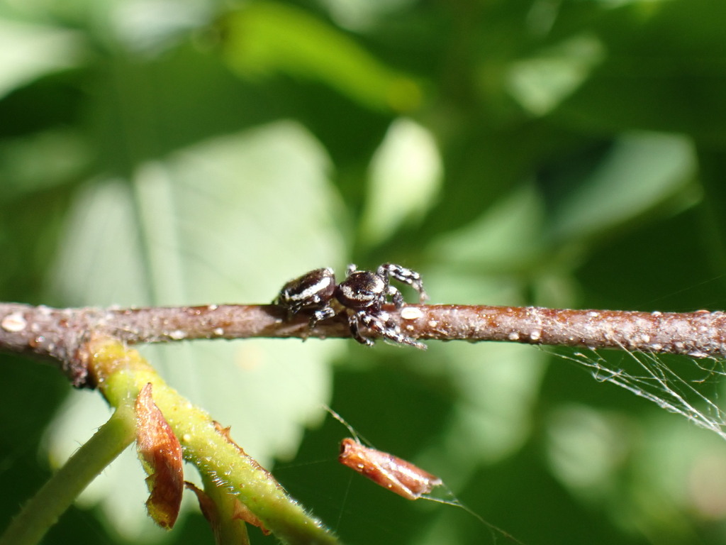 Pelegrina clemata