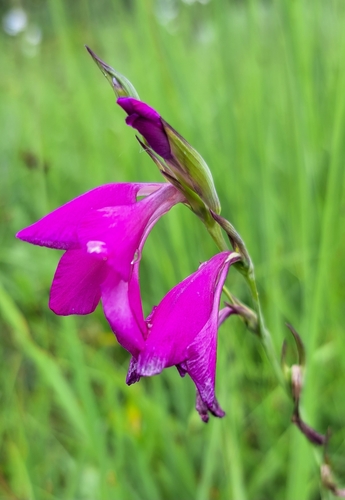 Image of Gladiolus palustris by (c) Markus Krieger, some rights reserved (CC BY)