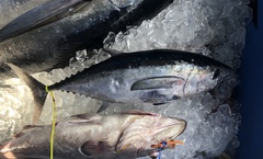 Thunnus atlanticus