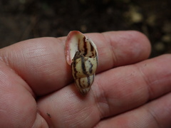 Drymaeus aequatorianus