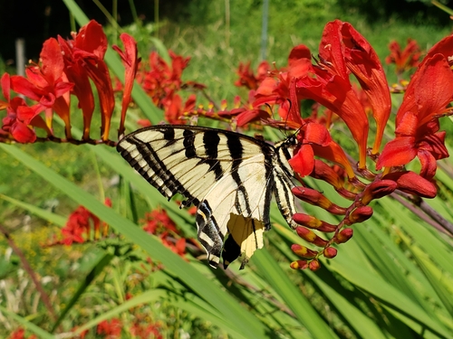 Western tiger swallowtail