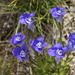 Windmill Fringed Gentian - Photo (c) jpc.raleigh, some rights reserved (CC BY-NC)