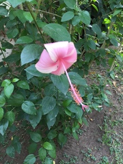 Hibiscus rosa-sinensis