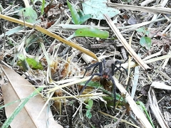 Cupiennius chiapanensis