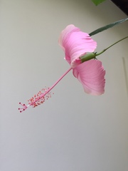 Hibiscus rosa-sinensis