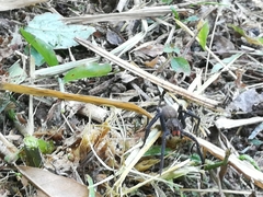 Cupiennius chiapanensis