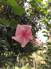 Hibiscus rosa-sinensis
