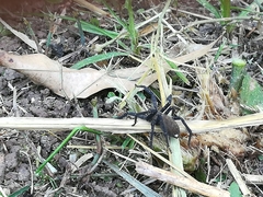 Cupiennius chiapanensis