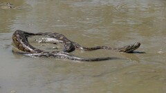 Lesser African Python photo 1
