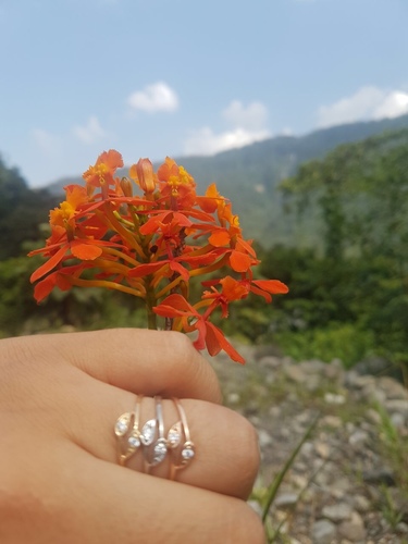 Epidendrum portokalium Hágsater & Dodson