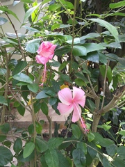 Hibiscus rosa-sinensis