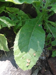 Pseudoconyza viscosa