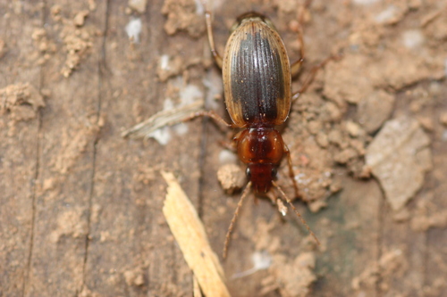 Tule Beetle photo 4