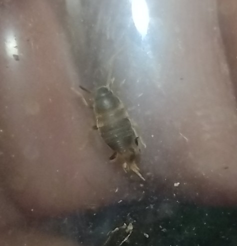 svrčík mraveniskový (Myrmecophilus acervorum)
