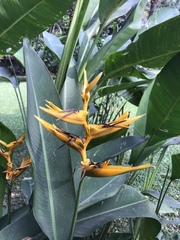 Heliconia psittacorum