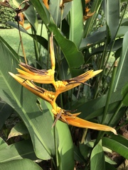 Heliconia psittacorum