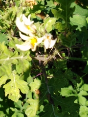 Solanum grayi