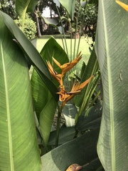 Heliconia psittacorum