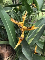 Heliconia psittacorum