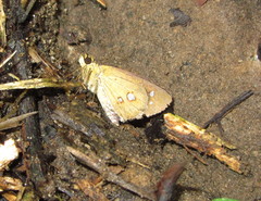 Scobura isota