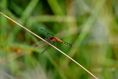 Erythrodiplax avittata