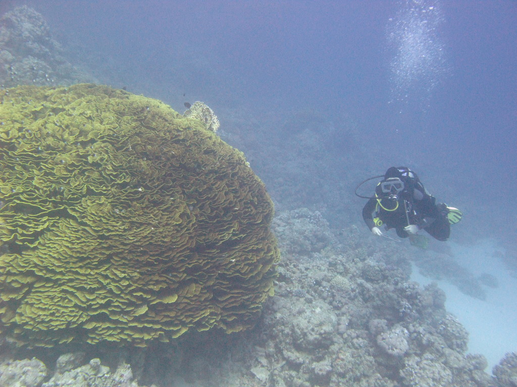 disc coral