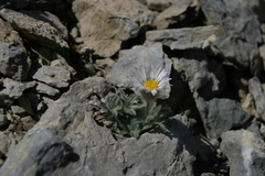 Erigeron lanatus