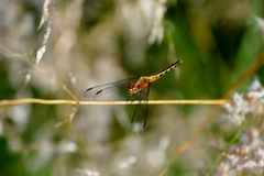 Erythrodiplax avittata