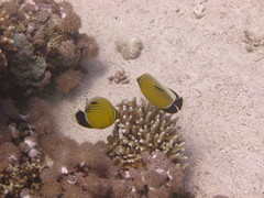 Chaetodon austriacus