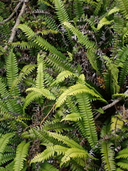 Blechnum durum