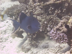 Pseudobalistes fuscus