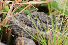 Crotalus aquilus