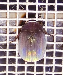 Coleoptera